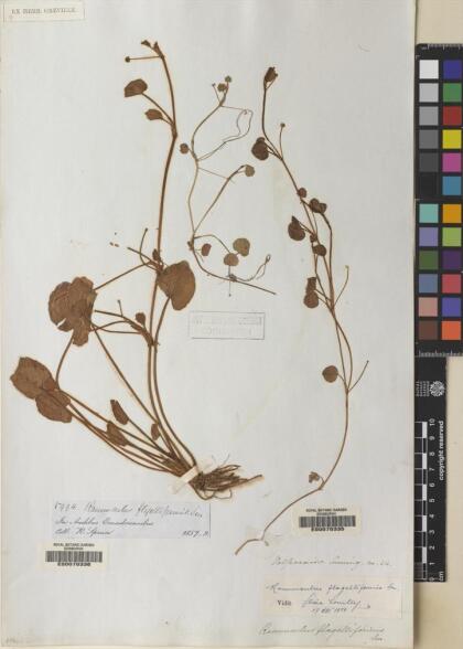 Ranunculus flagelliformis [Espécimen: ]