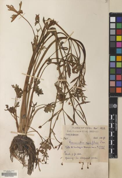 Ranunculus apiifolius [Espécimen: ]
