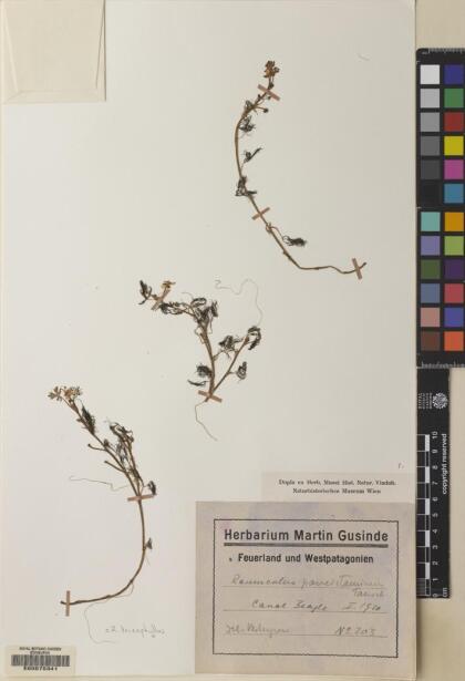 Ranunculus trichophyllus [Espécimen: ]
