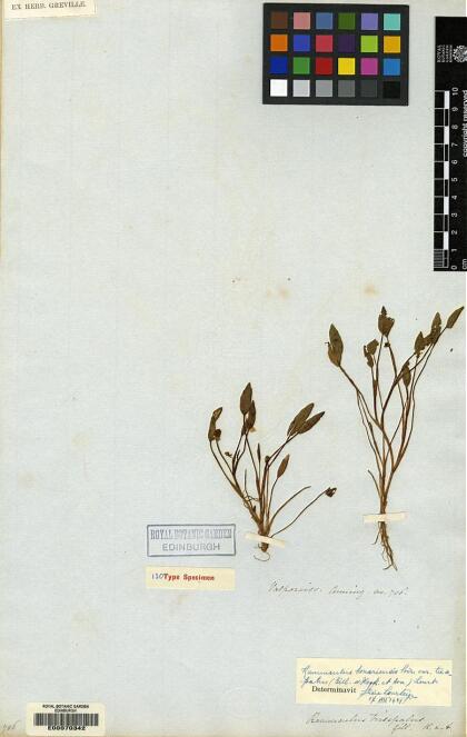 Ranunculus bonariensis [Espécimen: ]