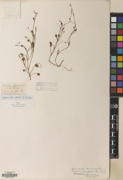 Ranunculus bonariensis [Espécimen: ]