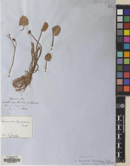 Halerpestes cymbalaria [Espécimen: ]