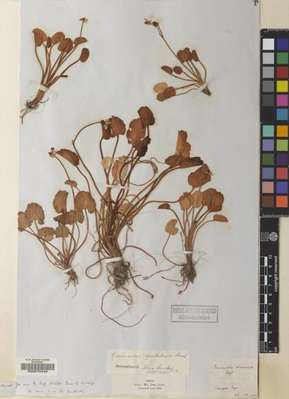 Halerpestes cymbalaria [Espécimen: ]