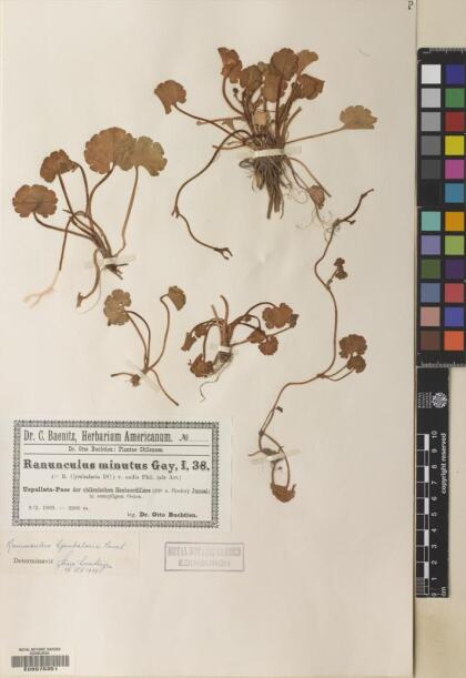 Halerpestes cymbalaria [Espécimen: ]