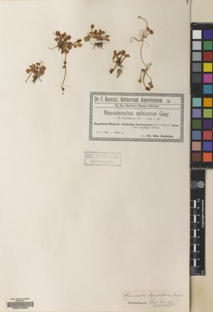 Halerpestes cymbalaria [Espécimen: ]