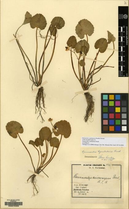 Halerpestes cymbalaria [Espécimen: ]
