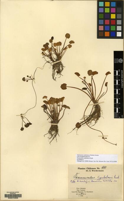 Halerpestes cymbalaria [Espécimen: ]