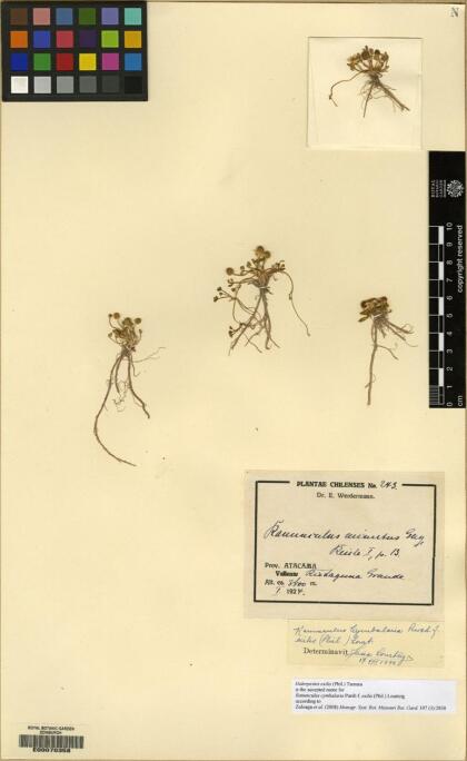 Halerpestes exilis [Espécimen: ]