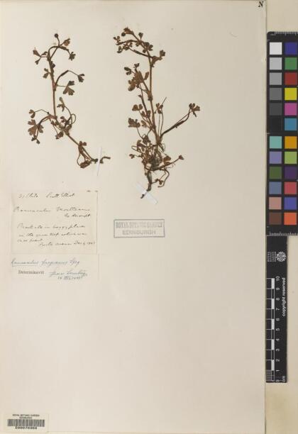 Ranunculus fuegianus [Espécimen: ]