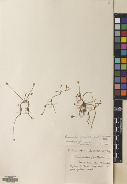 Ranunculus hydrophilus [Espécimen: ]
