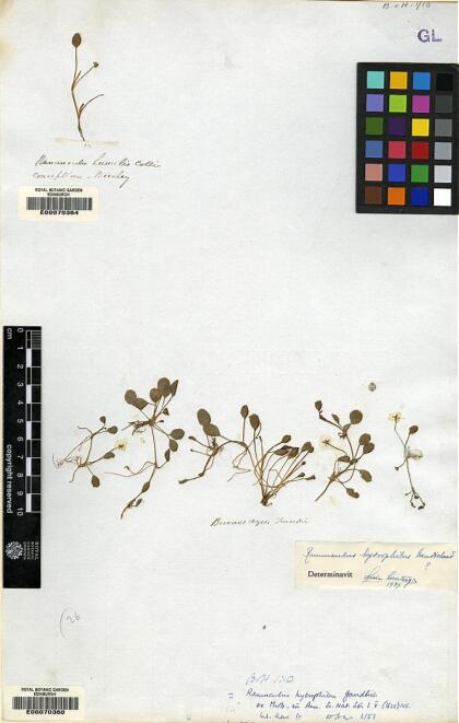 Ranunculus hydrophilus [Espécimen: ]