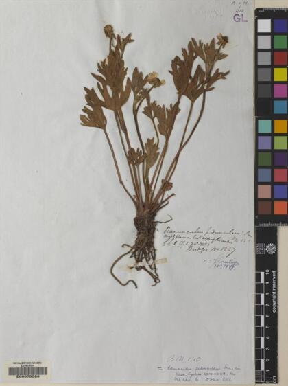 Ranunculus peduncularis [Espécimen: ]