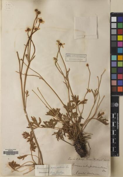 Ranunculus peduncularis [Espécimen: ]