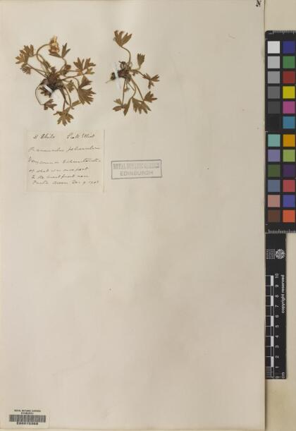 Ranunculus peduncularis [Espécimen: ]