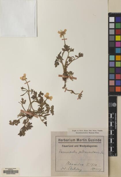 Ranunculus peduncularis [Espécimen: ]