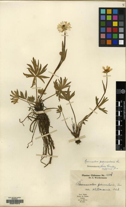 Ranunculus peduncularis [Espécimen: ]