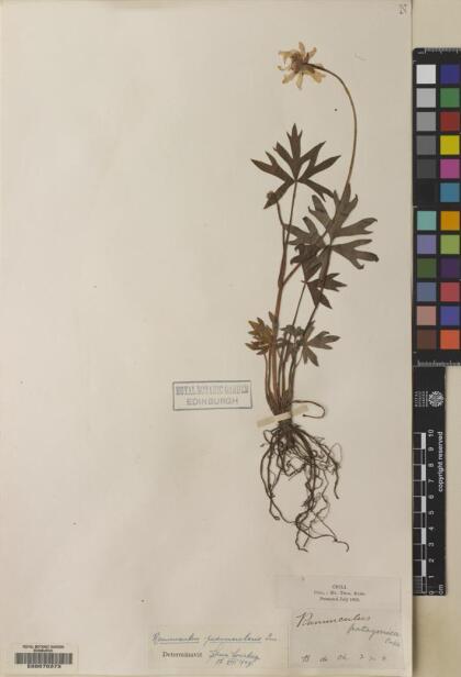 Ranunculus peduncularis [Espécimen: ]