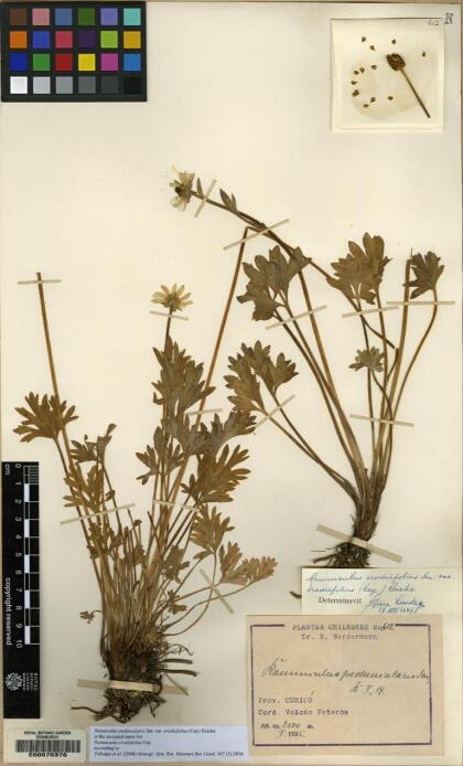 Ranunculus peduncularis var. erodiifolius [Espécimen: ]