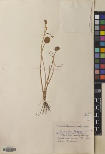 Ranunculus spegazzinii [Espécimen: ]
