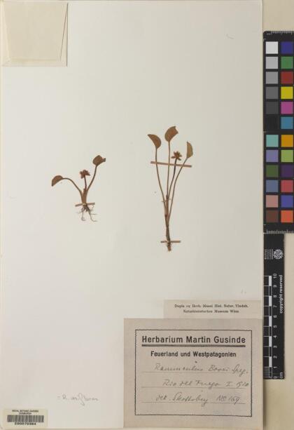 Halerpestes uniflora [Espécimen: ]