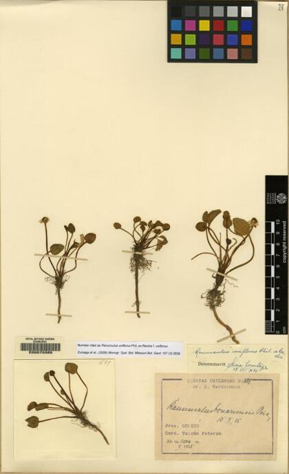 Halerpestes uniflora [Espécimen: ]