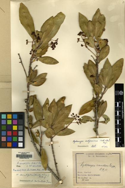 Hydrangea serratifolia [Espécimen: ]