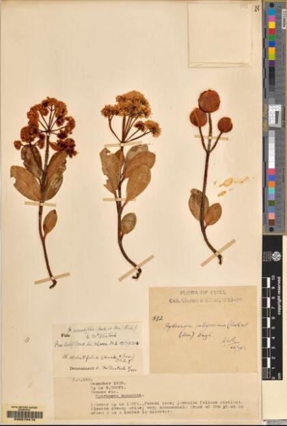Hydrangea serratifolia [Espécimen: ]