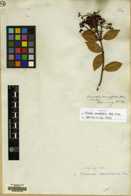 Hydrangea serratifolia [Espécimen: ]
