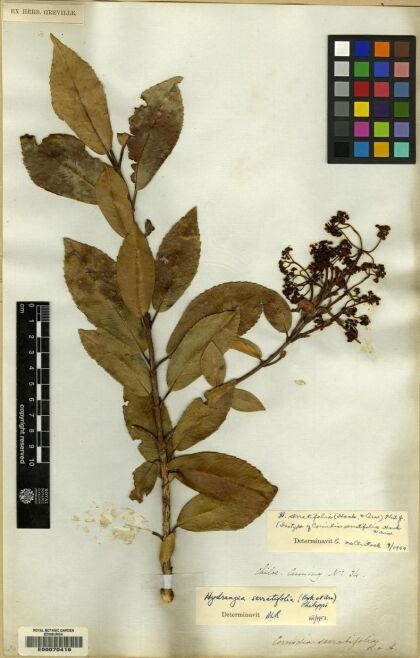 Hydrangea serratifolia [Espécimen: ]