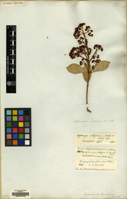 Hydrangea serratifolia [Espécimen: ]