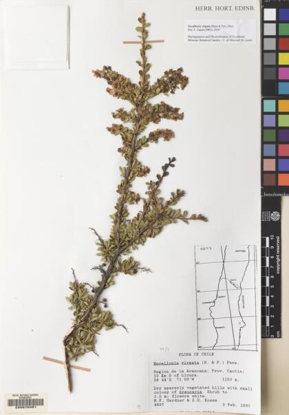 Escallonia virgata [Espécimen: ]