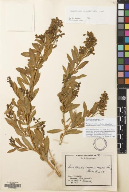 Escallonia angustifolia [Espécimen: ]