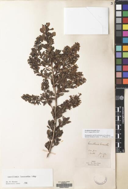 Escallonia leucantha [Espécimen: ]