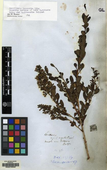 Escallonia leucantha [Espécimen: ]