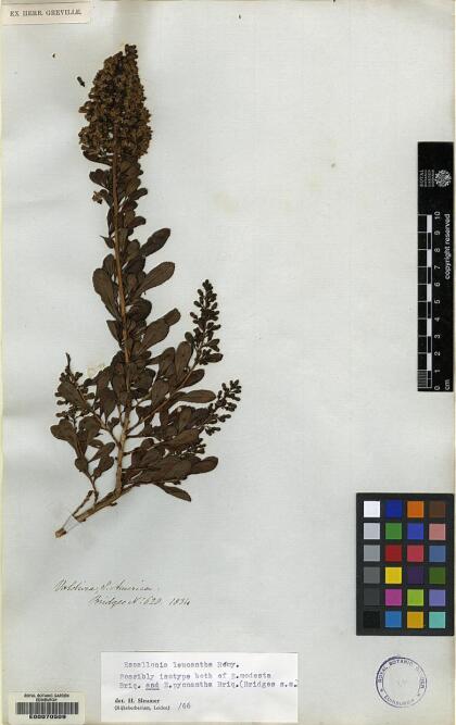 Escallonia leucantha [Espécimen: ]