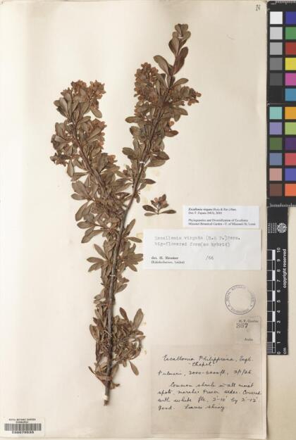 Escallonia virgata [Espécimen: ]
