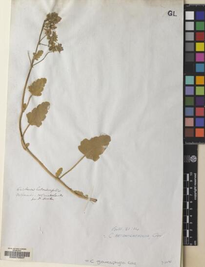 Cristaria glaucophylla [Espécimen: ]