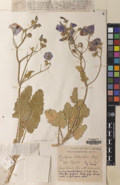Cristaria glaucophylla [Espécimen: ]