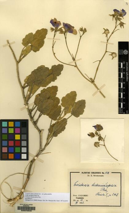 Cristaria glaucophylla var. glaucophylla [Espécimen: ]