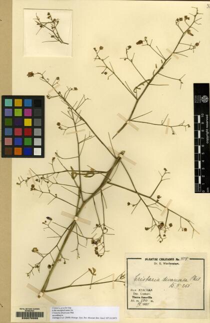 Cristaria gracilis [Espécimen: ]