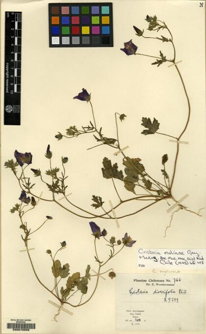 Cristaria molinae [Espécimen: ]
