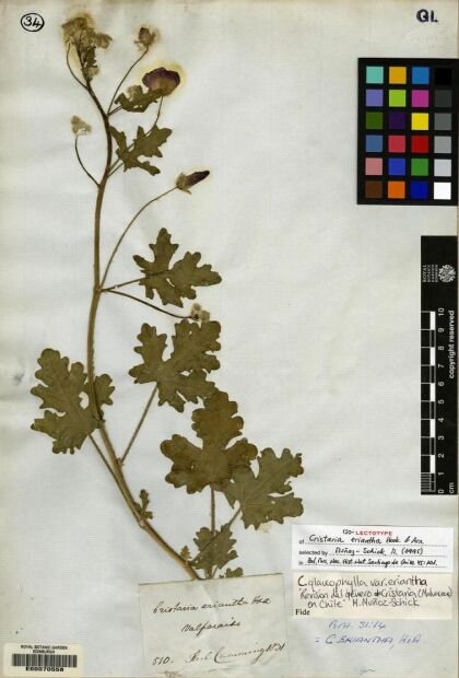 Cristaria glaucophylla var. eriantha [Espécimen: ]