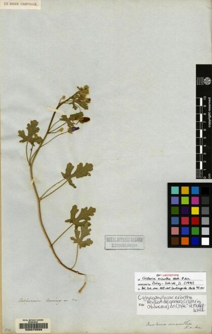 Cristaria glaucophylla var. eriantha [Espécimen: ]