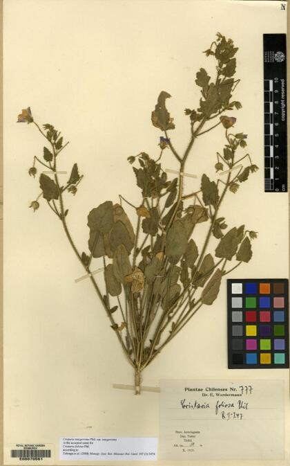 Cristaria integerrima var. integerrima [Espécimen: ]