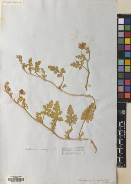 Cristaria glaucophylla [Espécimen: ]