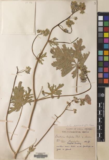 Cristaria glaucophylla [Espécimen: ]