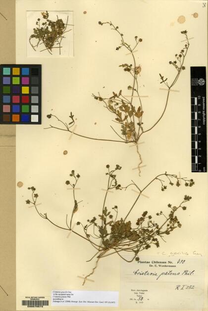 Cristaria gracilis [Espécimen: ]