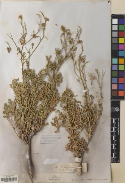 Cristaria viridiluteola var. pinnata [Espécimen: ]