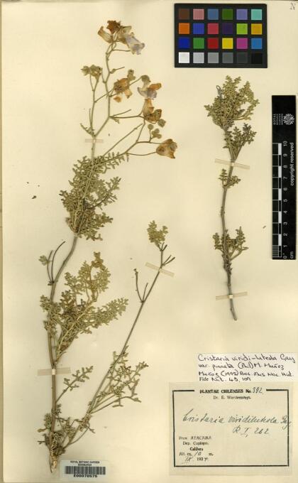 Cristaria viridiluteola var. pinnata [Espécimen: ]