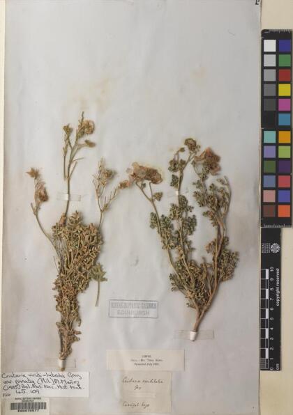 Cristaria viridiluteola var. pinnata [Espécimen: ]